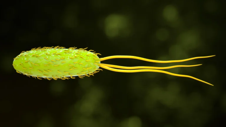 When Fiber Meets Your Microbiome: Why Some Bodies Absorb Fewer Calories