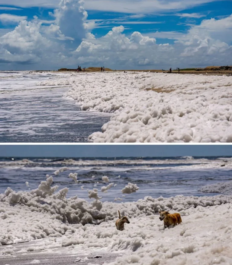 What That Mysterious Beach Foam Really Means for You