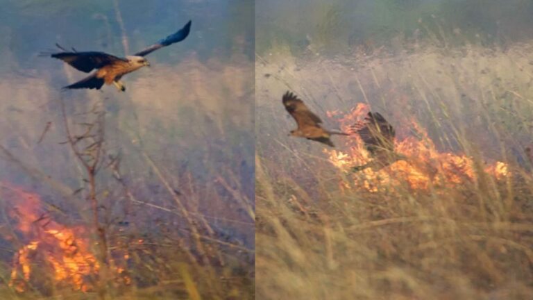 Inside Australia’s ‘Firehawks’ That Wield Flames to Hunt Prey