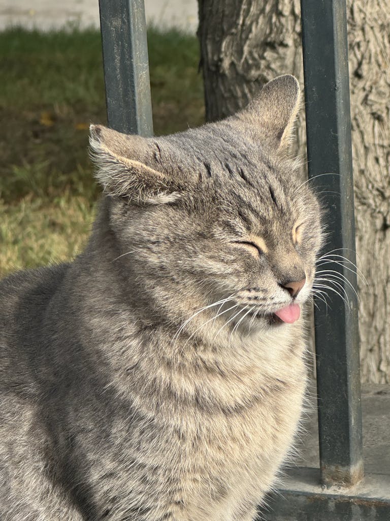 A charming gray cat with tongue out enjoying the warm sunlight outdoors in Baku.