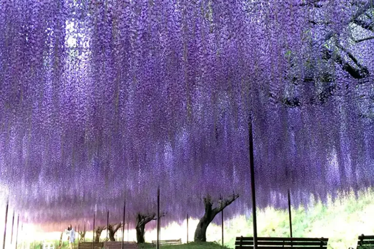 Japan’s Ancient Wisteria Casts a Dreamlike Purple Canopy Each Spring
