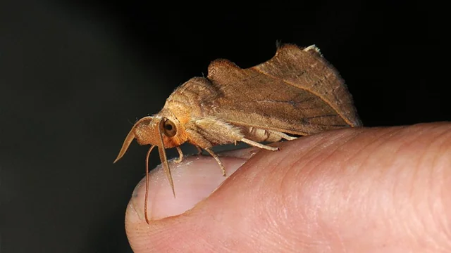 Meet the vampire moths hiding in plain sight