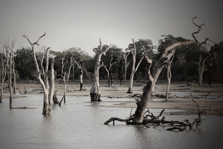 Eerie bare trees in a serene flooded forest, creating a mysterious landscape.