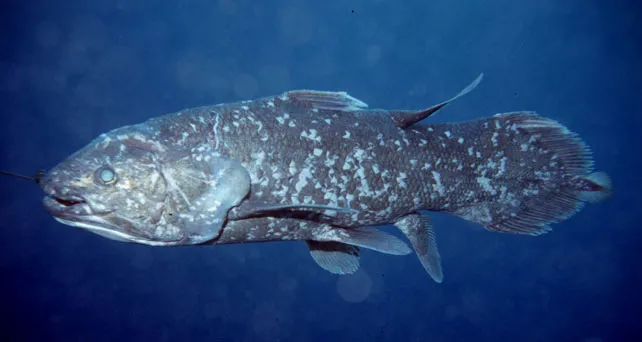 The Fish Time Forgot: Coelacanths, Lost and Found Again