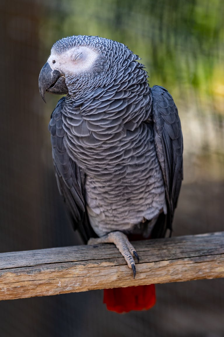 Close-up of a resting African grey parrot perched outdoors in Paris zoo.