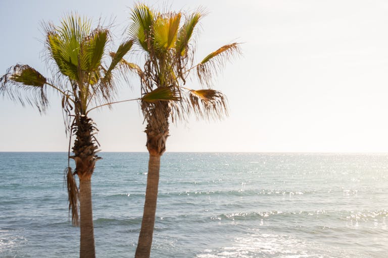 Peaceful scene of palm trees by the ocean with calm waves and clear skies.