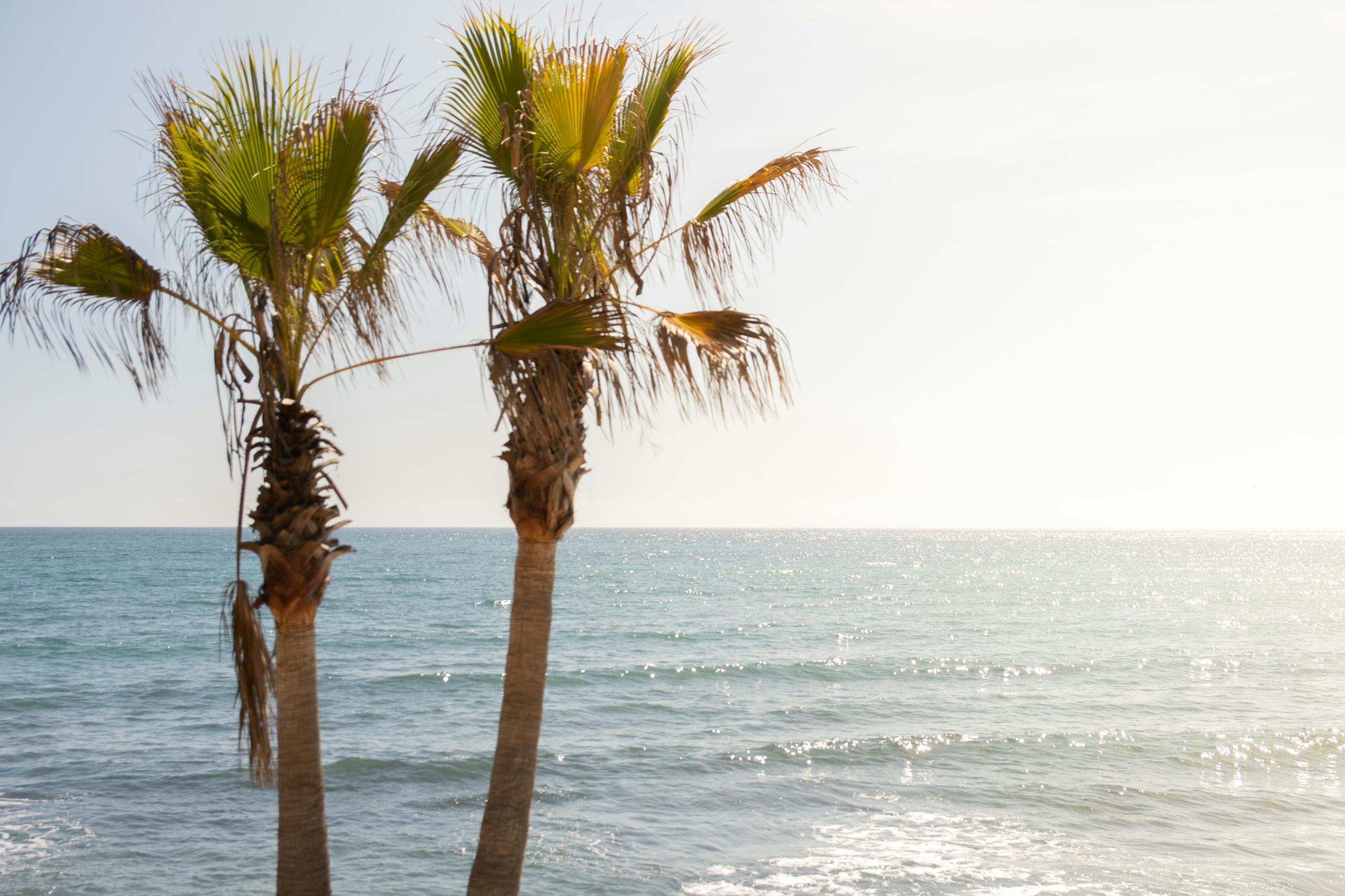 Peaceful scene of palm trees by the ocean with calm waves and clear skies.