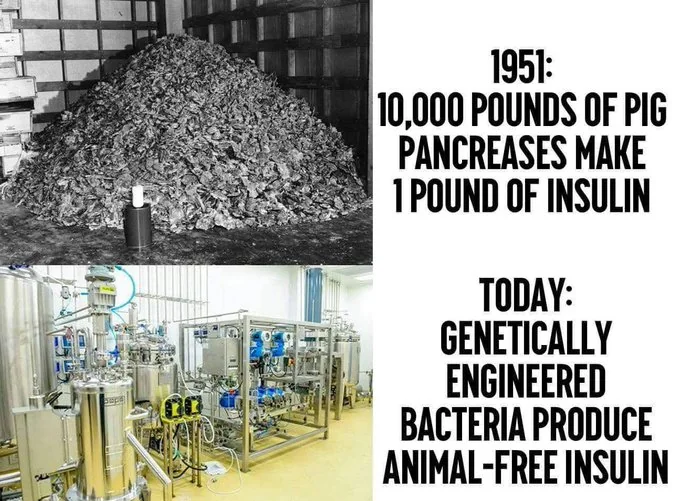 What Is Recombinant Insulin and How Is It Made?