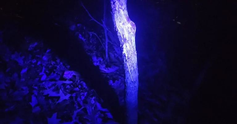Can Deer See UV Light and Do They Use It to Communicate?