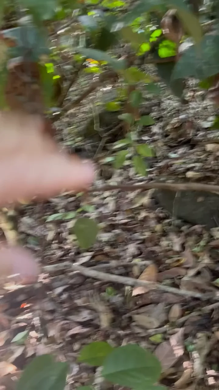 What Is the Snake Mimic Caterpillar and How Does It Work?