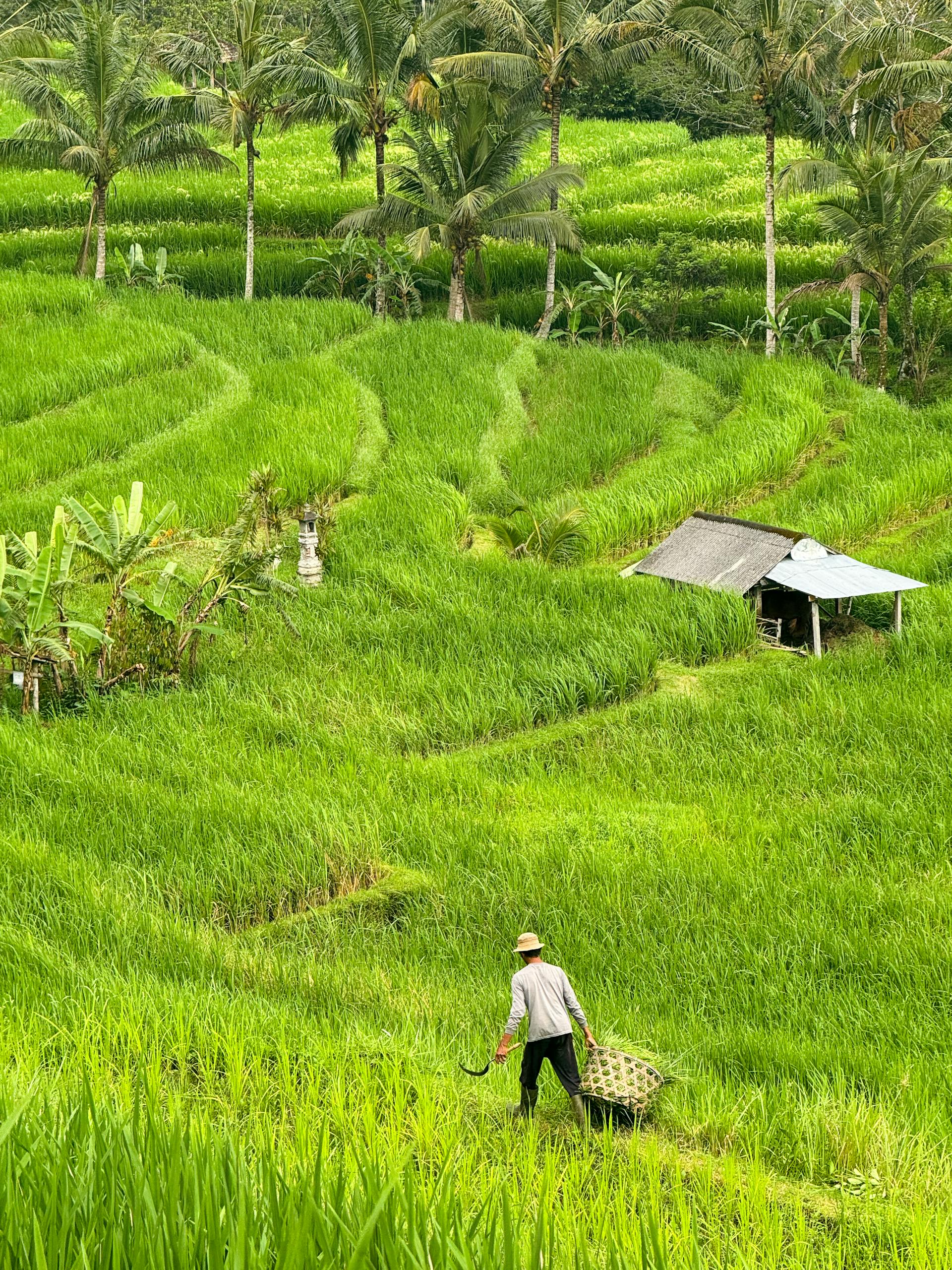 A farmer tends lush rice terraces in Penebel, Bali, surrounded by palm trees.
