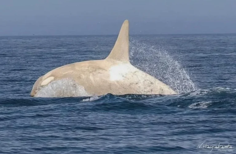 Albino Orcas: Are They Real and Why Are They White?