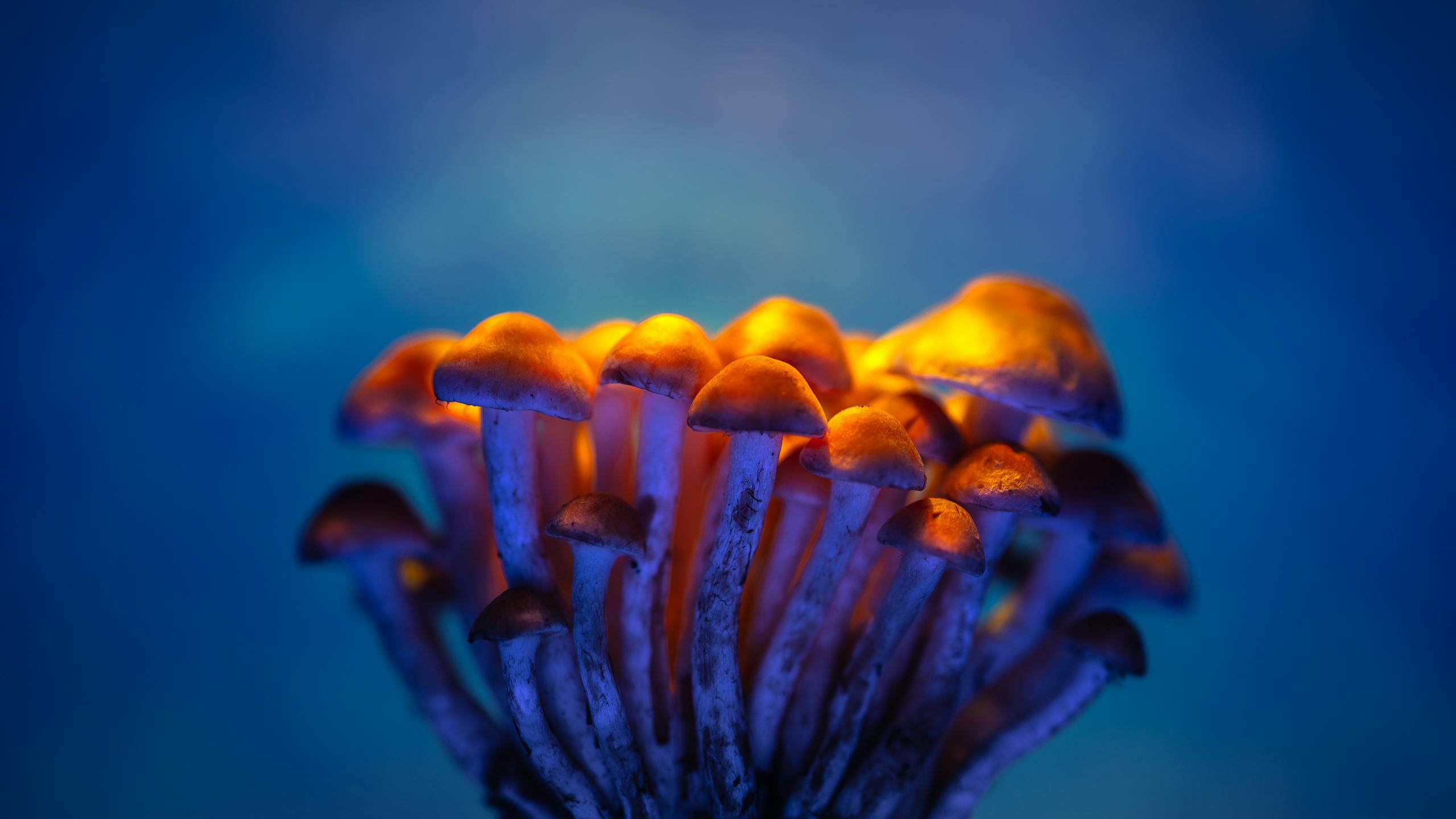 Close-up of glowing mushrooms illuminated against a deep blue background.