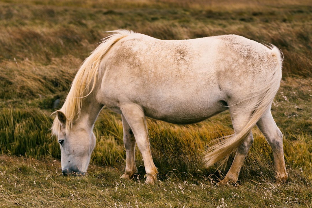 A white horse grazing in a grassy field