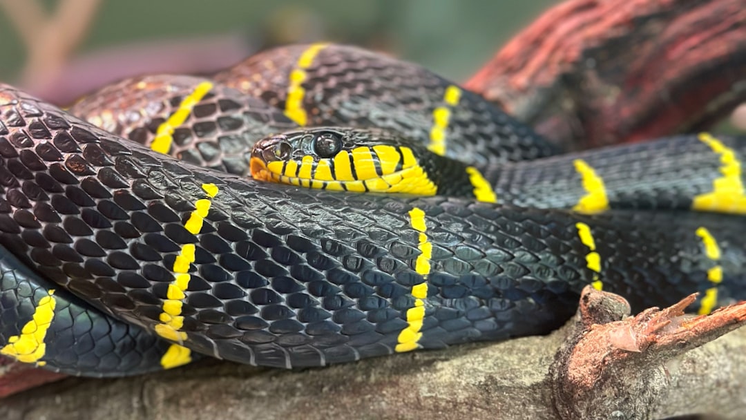 snake mimic caterpillar