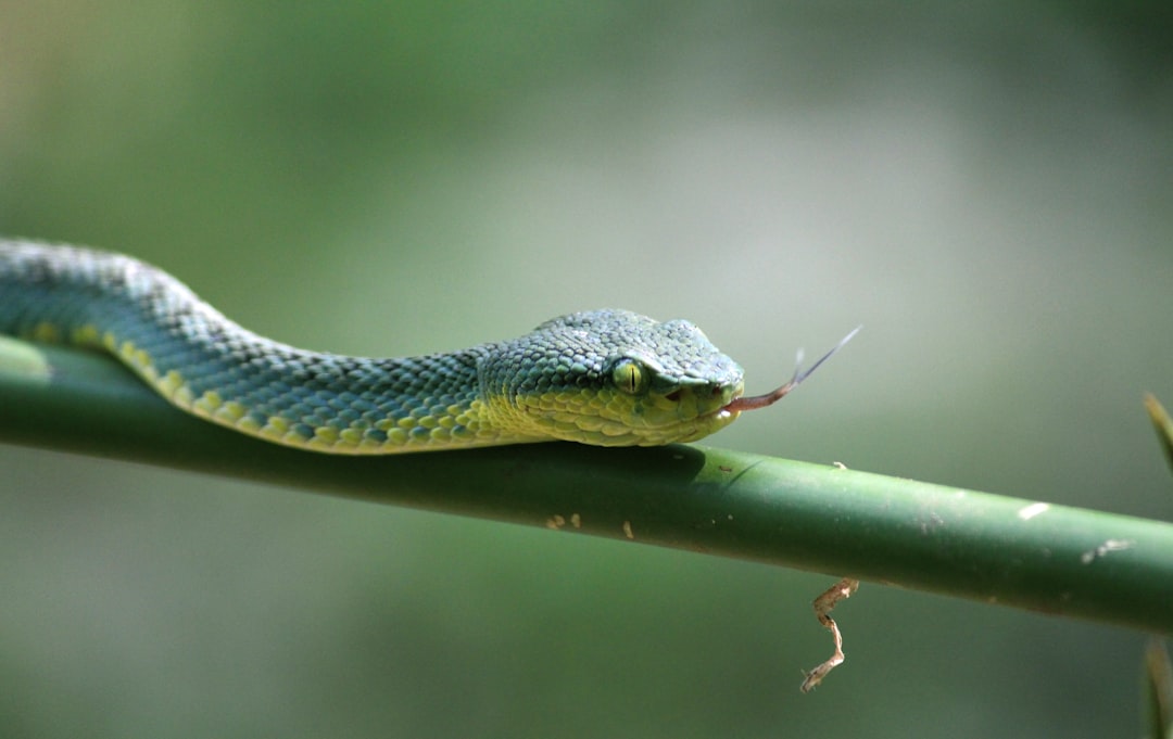 Snake on branch
