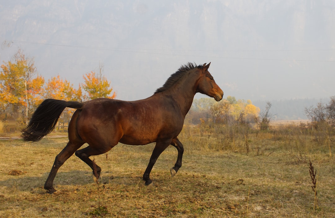 Yakutian horses
