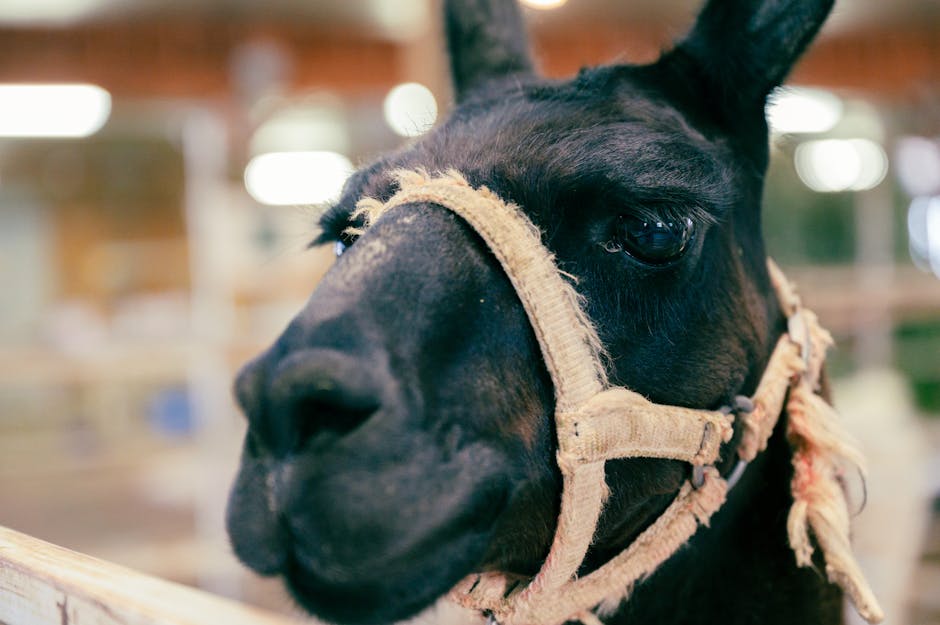 llama.cpp tools turn the runtime into the harness