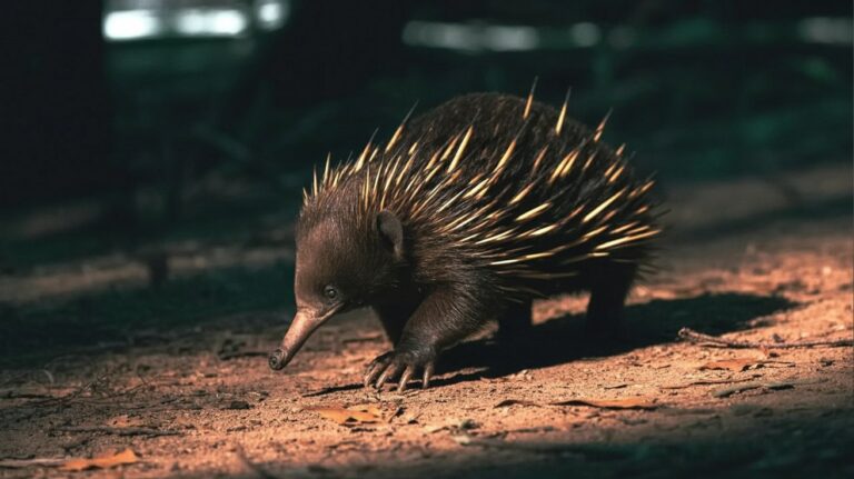 echidna penis: A short-beaked echidna walking on the ground