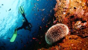 Underwater Gal&aacute;pagos coral reef in the Pacific Ocean